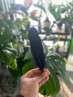 Feather- Black