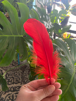 Feather- Red
