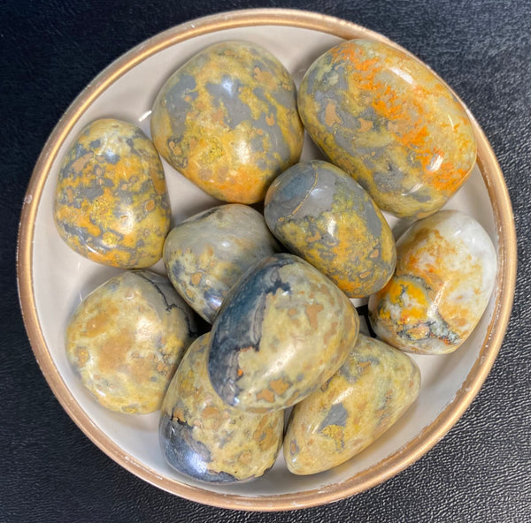 Bumble Bee Jasper