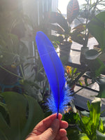 Feather- Blue